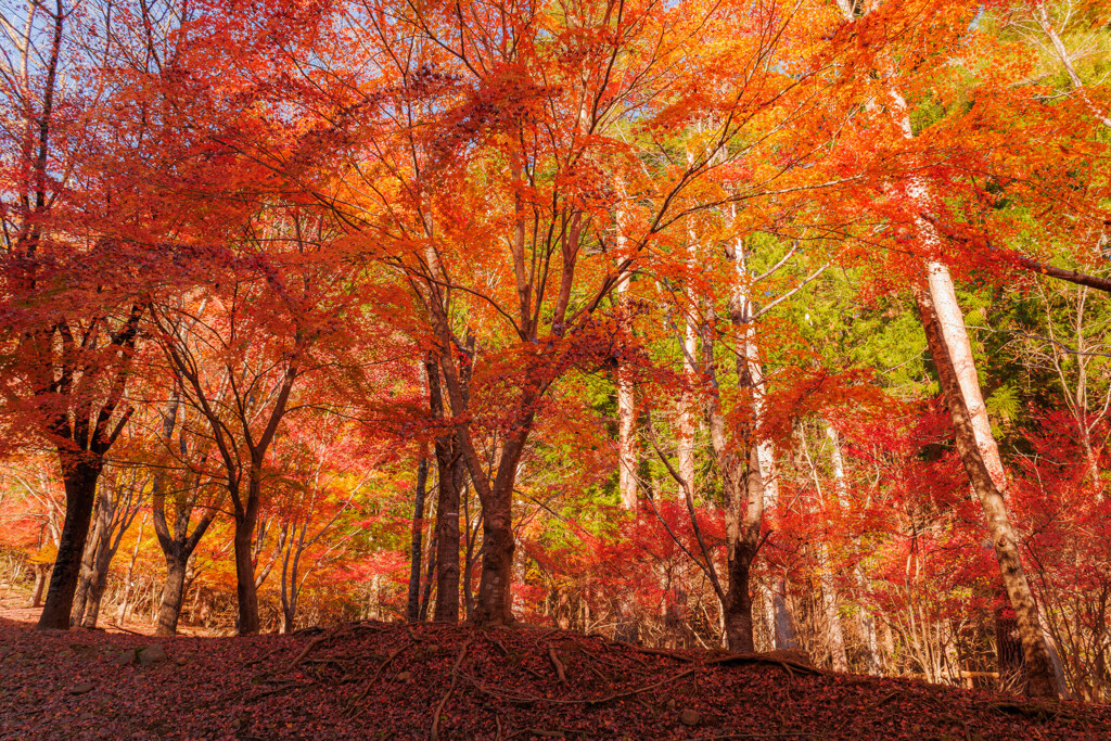 紅葉