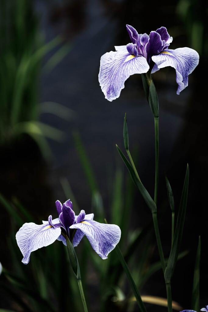 菖蒲