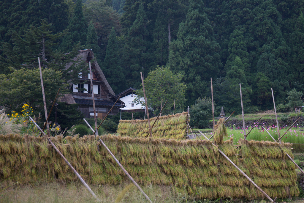 稲穂ハサ掛け