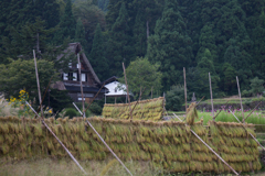 稲穂ハサ掛け