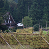 稲穂ハサ掛け