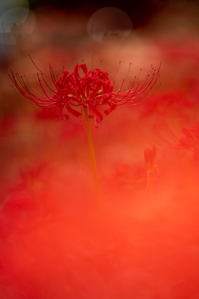 曼珠沙華