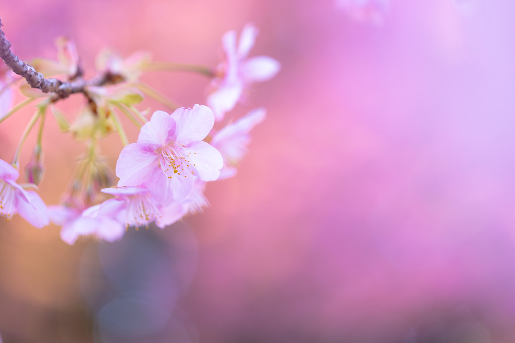 河津桜