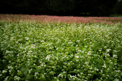 そばの花