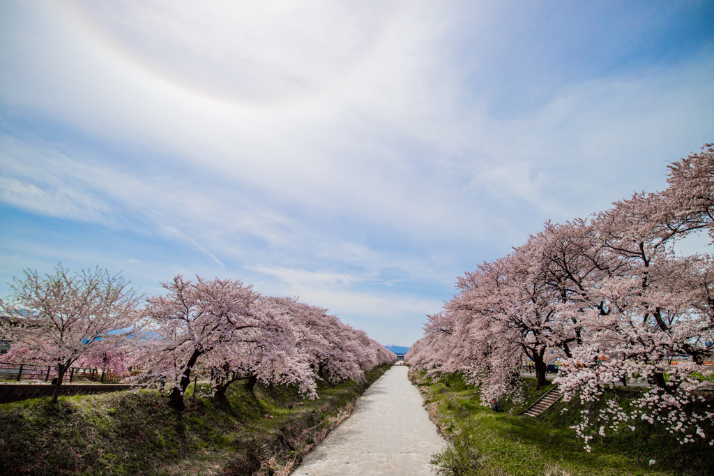 日暈と桜