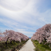 日暈と桜