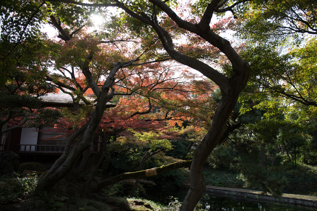 庭園
