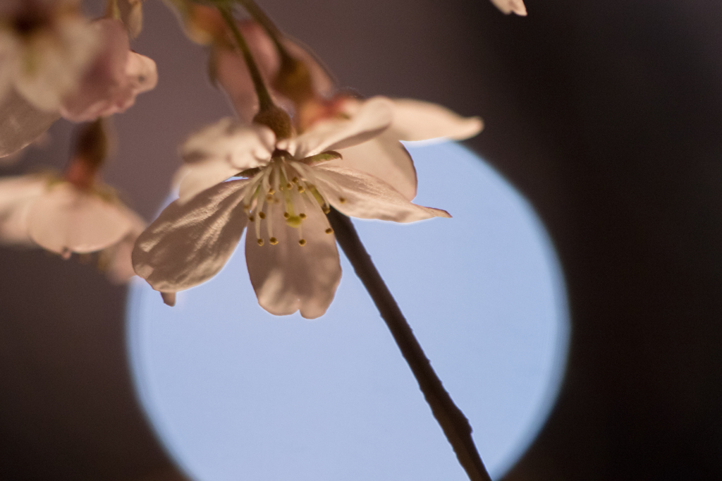 枝垂桜