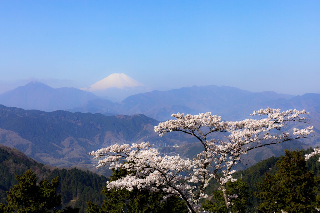 富士と山桜