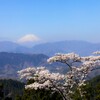 富士と山桜