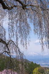 水中のしだれ桜