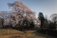 鉢形城の桜