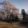 鉢形城の桜