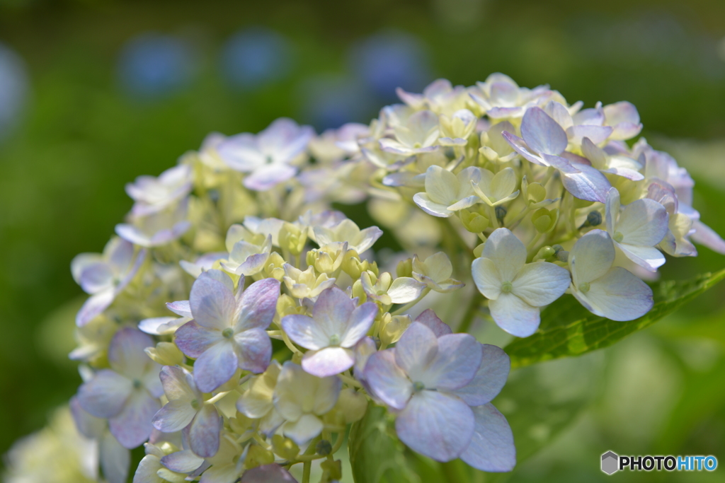 茶屋ヶ坂公園の紫陽花 2016
