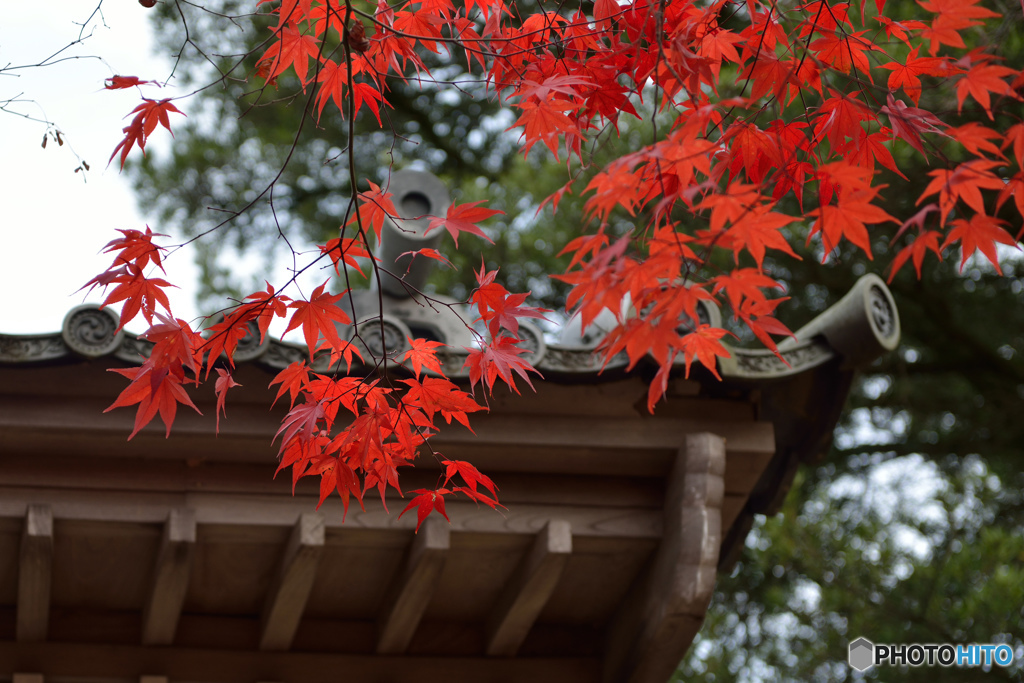 犬山寂光院の紅葉 2016