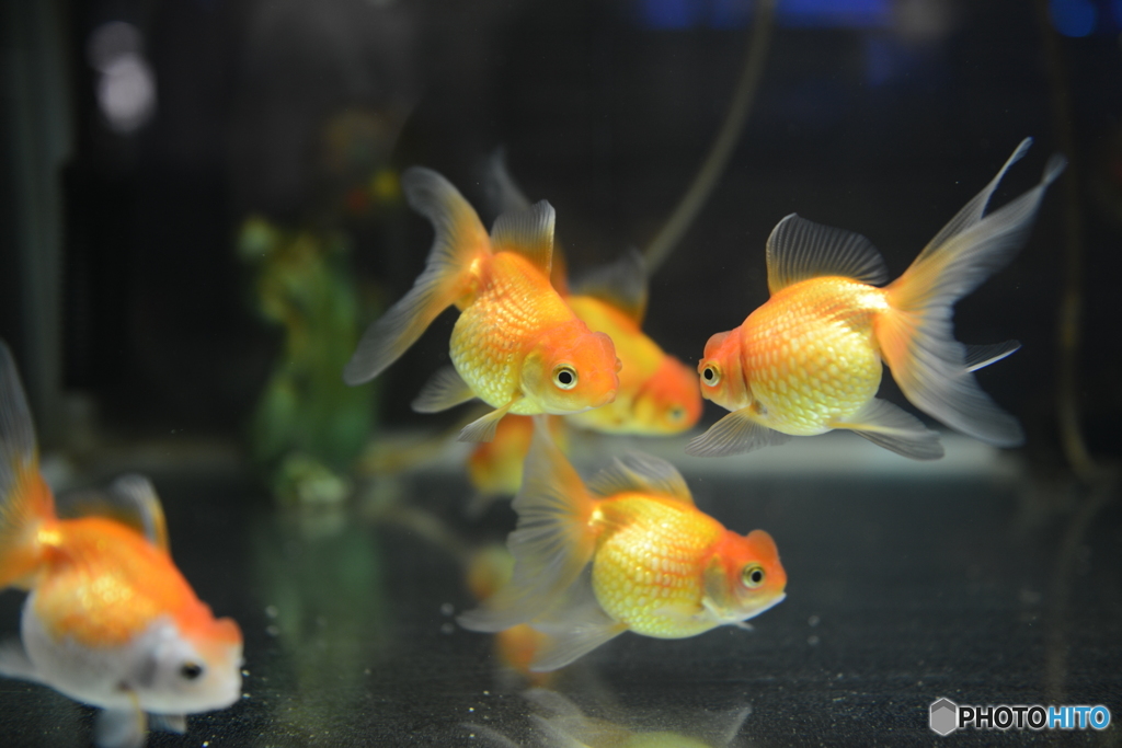 水族館に「リュウキン」が展示？！