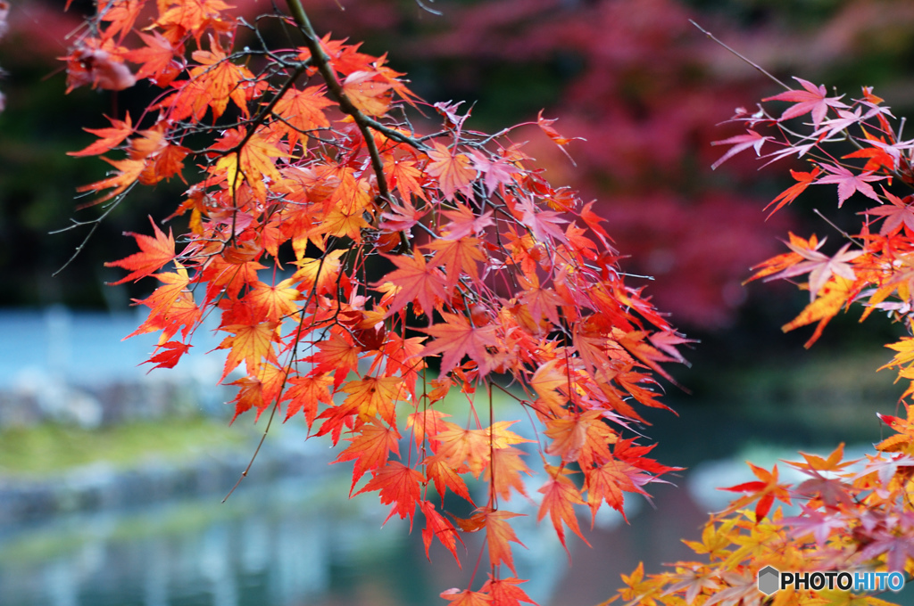 紅葉シーズンの始まりですね。 （蔵出し その一）