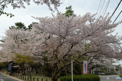 長久手古戦場公園の桜