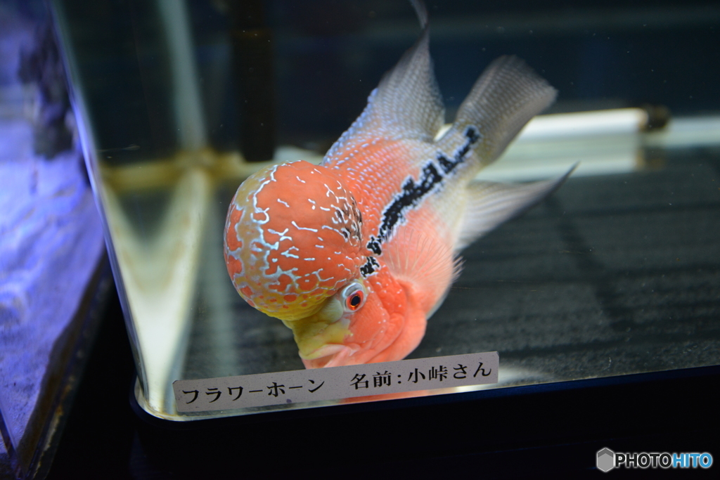 たけすい３