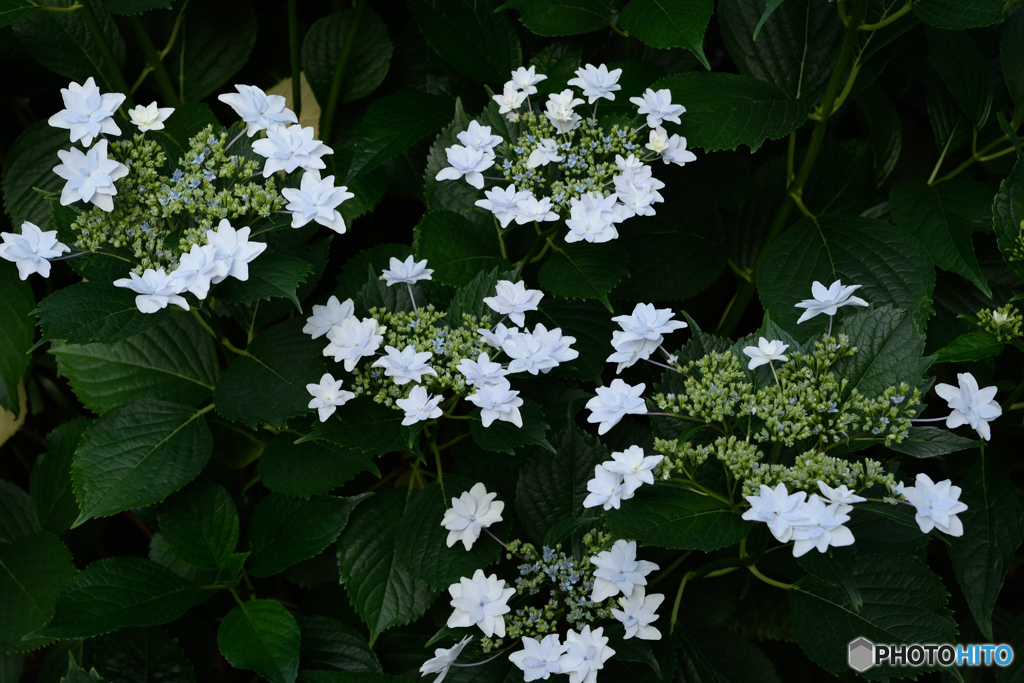 我が家の紫陽花
