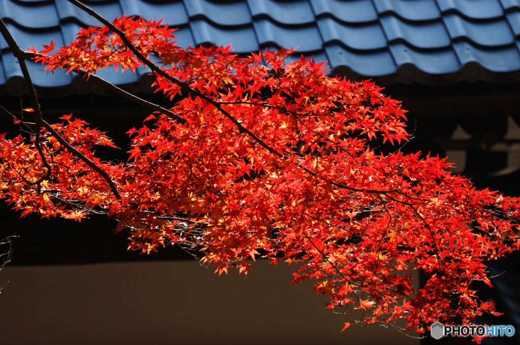 もうすぐ紅葉シーズンですね （蔵出し その二）