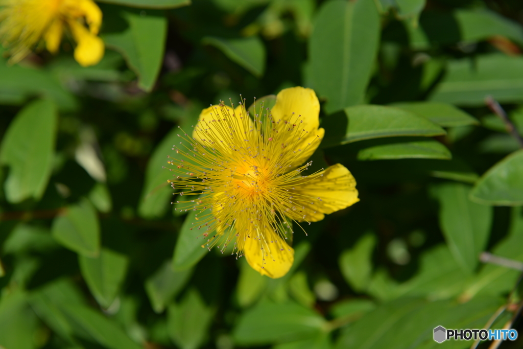 何の花だろ？　ビヨウヤナギ（未央柳）でした。