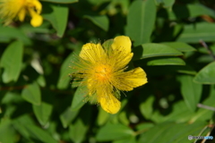 何の花だろ？　ビヨウヤナギ（未央柳）でした。