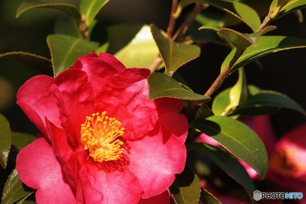 山茶花の色味