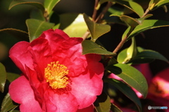 山茶花の色味