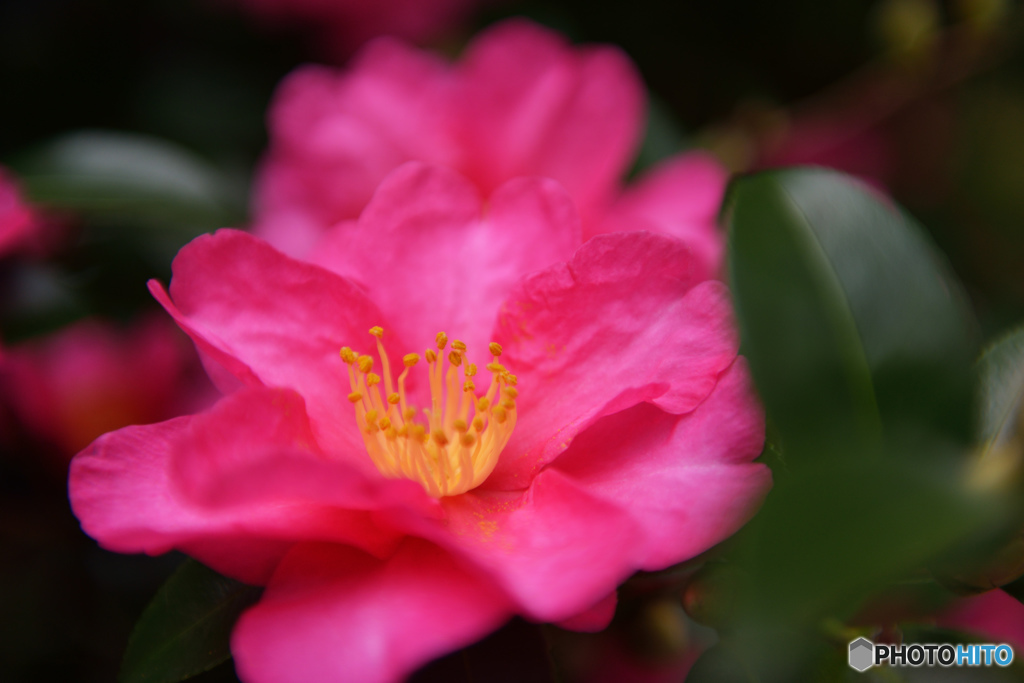 山茶花山茶花咲いた道～♪ （蔵出しです）