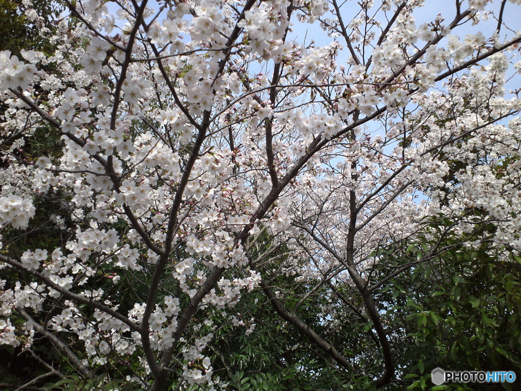 職場の桜