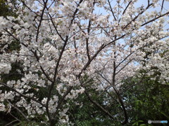 職場の桜