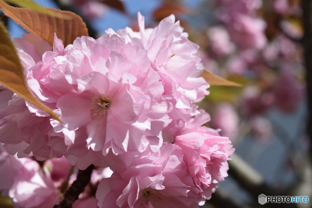 濃いピンクの八重桜も