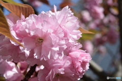 濃いピンクの八重桜も