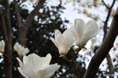 白木蓮も近所に咲いていた