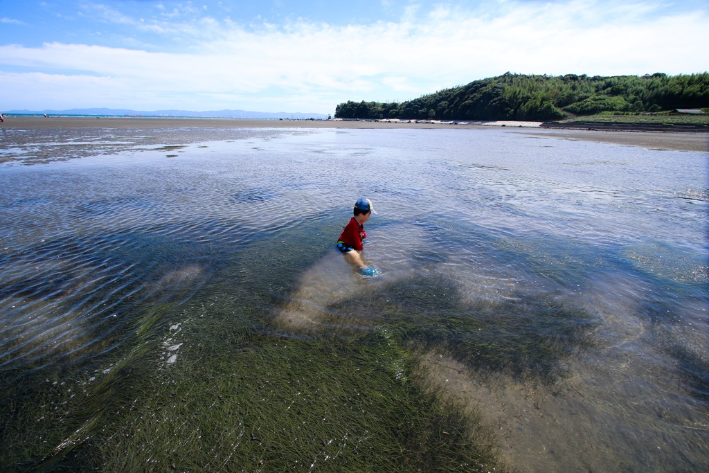 少年よ、水棲生物の研究？