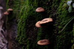 食べられるのか？