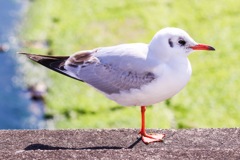 ひなたぼっこ