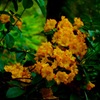 なんの花だろ？