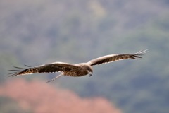 曇天の鳶