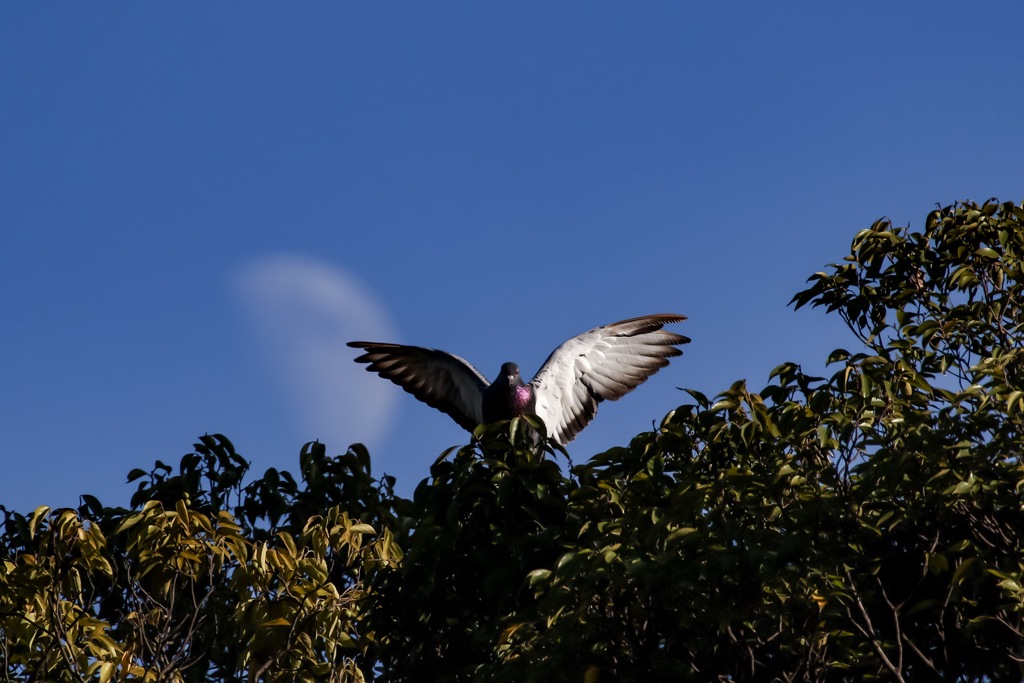 牙鳩伝説〜 公園の王者〜