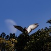 牙鳩伝説〜 公園の王者〜