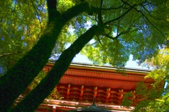 本殿下の木陰