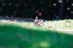 真夏日の公園にて その3