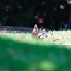 真夏日の公園にて その3