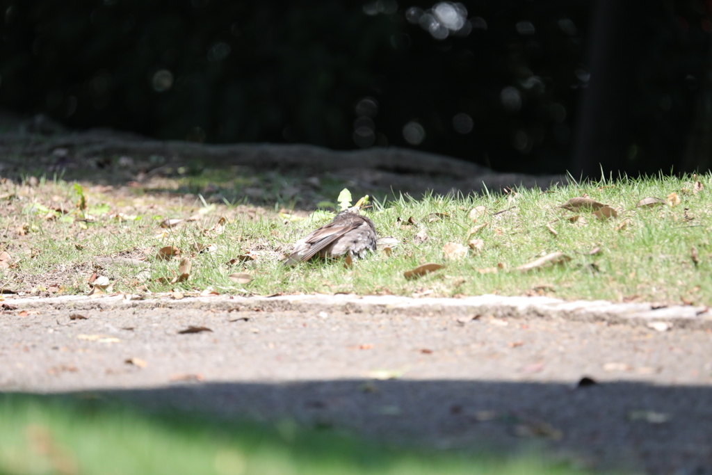 真夏日の公園にて その2