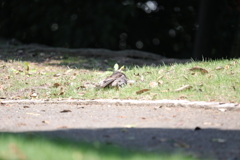 真夏日の公園にて その2