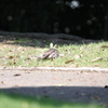 真夏日の公園にて その2
