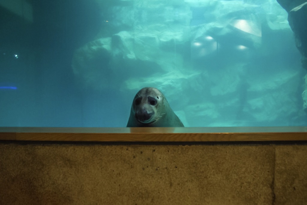 閉館まぎわの水族館