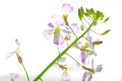 菜の花みたいな、、、明るいバージョン